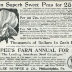 print ad